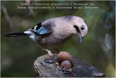 Сойка (Garrulus glandarlm): описание вида птиц и фото