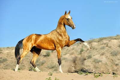 Ахалтекинская порода лошадей (туркменская): описание, фото и видео