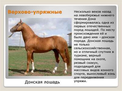 Американская верховая порода лошадей: описание, внешний вид и фото