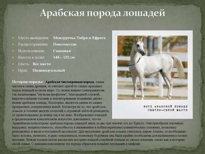 Англо-арабская порода лошадей: описание, внешний вид и фото