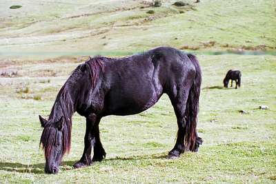 Порода лошадей Арьежуаз: описание и фотографии