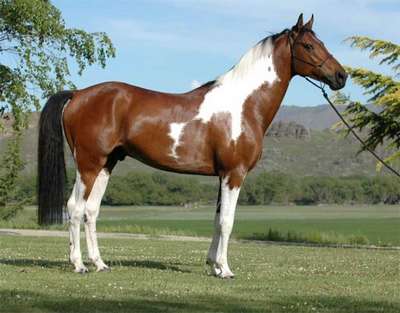 Австралийская пастушья лошадь. Порода лошадей. Описание и фотографии
