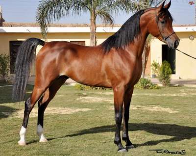 Арабская порода лошадей (арабские лошади, арабские скакуны)