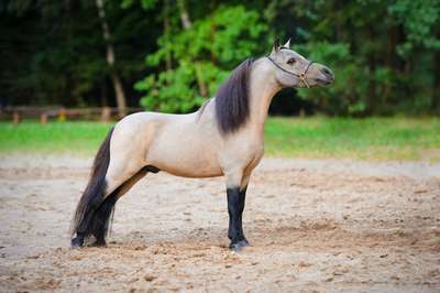Американская миниатюрная лошадь (American Miniature Horse)