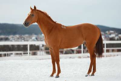 Буденновская порода лошадей: описание породы, внешний вид, фото и видео