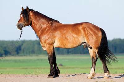 Белорусская упряжная порода лошадей: описание, внешний вид и фото