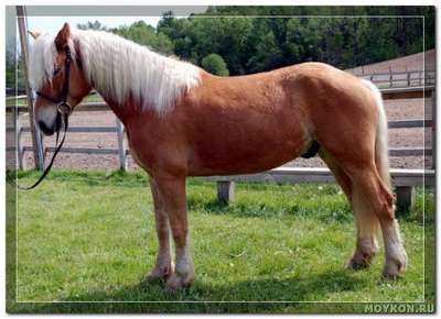 Порода лошадей Гафлингер (пони): описание, внешний вид и фото