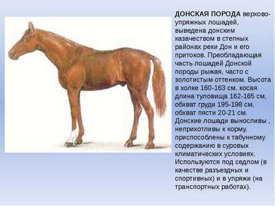 Донская порода лошадей: внешний вид, хаpaктеристики и фото