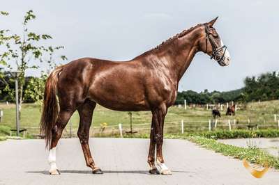 Датская теплокровная порода лошадей: описание, внешний вид и фото