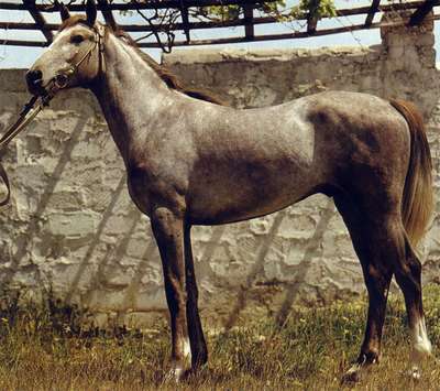 Делибоз, порода лошадей