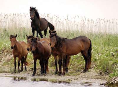 Дунайская порода лошадей