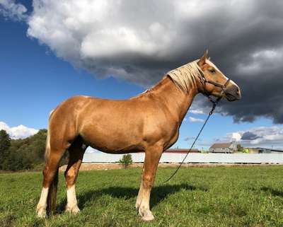 Ирландская упряжная порода лошадей: внешний вид, хаpaктеристики и фото