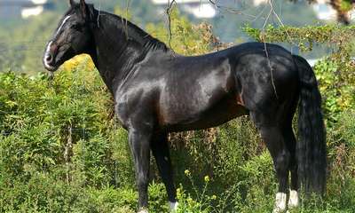 Иберийская лошадь, иберийский конь