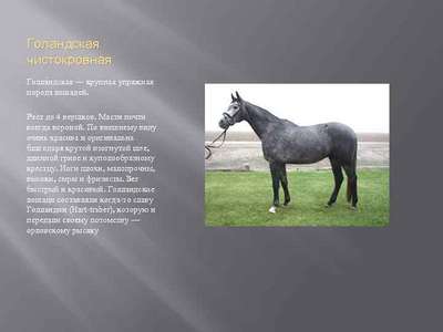 Кабардинская порода лошадей: описание, внешний вид и фото