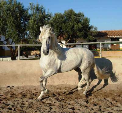 Картезианец, картухо или картухано, типичный андалузский конь