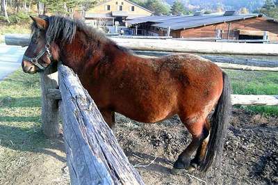 Кисо. Порода лошадей. Описание и фотографии