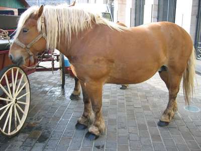 Контойская порода лошадей (комтойская)