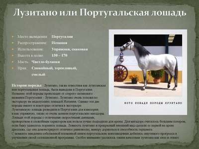 Порода лошадей Лузитано: описание, внешний вид и фото