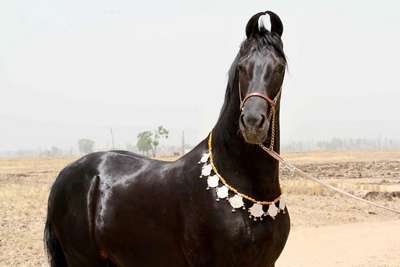 Марвари - одна из самых удивительных и легендарных пород лошадей