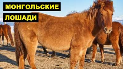 Монгольская лошадь — древняя порода местных лошадей Монголии.