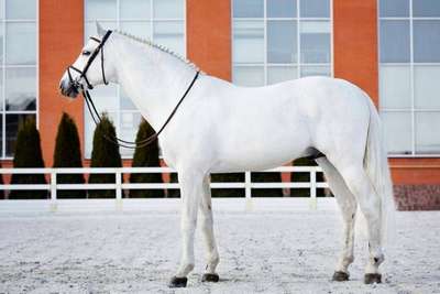 Ольденбургская порода лошадей: описание, внешний вид и фото