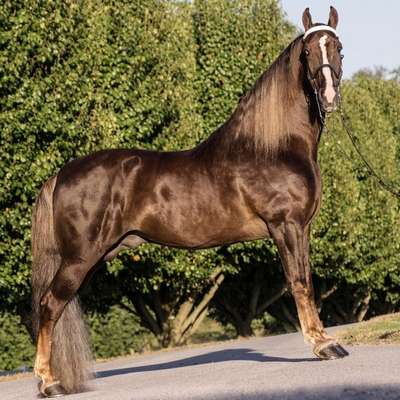 Теннессийская прогулочная порода лошадей: описание, внешний вид и фото