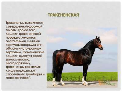 Тpaкененская порода лошадей: описание, внешний вид и фото