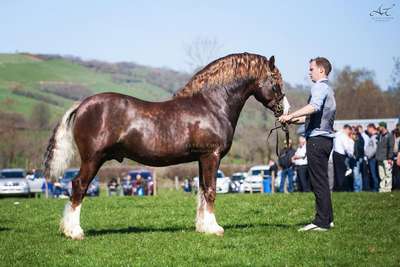 Порода лошадей Уэльский коб (пони): описание, внешний вид и фото