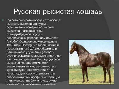 Порода лошадей Французский рысак: описание, внешний вид и фото