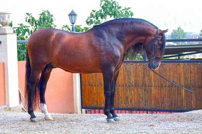 Чистокровная испанская порода лошадей