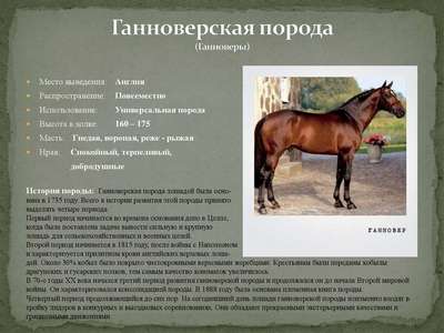 Порода лошадей Шагия: описание, внешний вид и фото