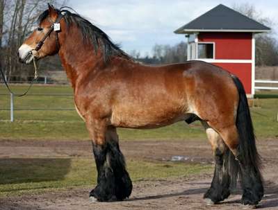 Шведская северная порода лошадей