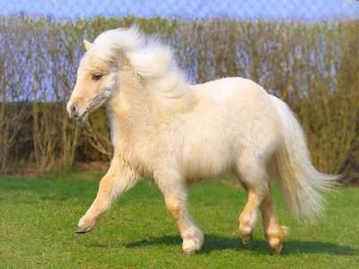 Шетлендская порода пони