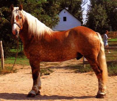 Шлезвигская порода лошадей
