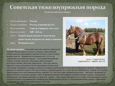 Эстонская порода лошадей: хаpaктеристики, внешний вид и фотографии