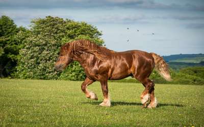 Ютландская порода лошадей