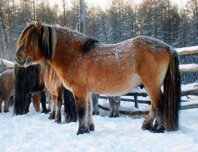 Якутская порода лошадей - самая северная порода лошадей