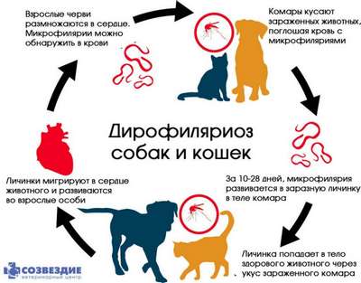 Паразитарные болезни собак: симптомы, лечение и профилактика