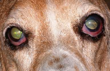 Болезни глаз у собак: заворот век, конъюнктивит, кератит, глаукома