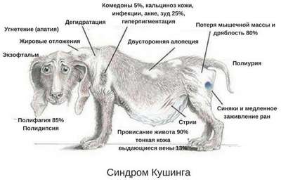 Болезни лап у собак: виды, симптомы, лечение и профилактика
