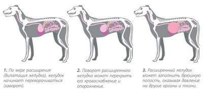 Болезни желудка у собак: гастрит, язва, расширение желудка