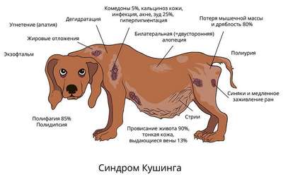 Болезни органов мочевыделения у собак: симптомы, лечение и профилактика