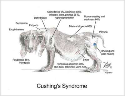 Болезни нервной системы у собак: эпилепсия, энцефалит