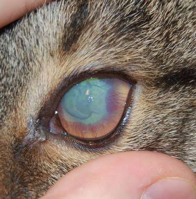 Болезни глаз у кошек: виды, симптомы, лечение и профилактика