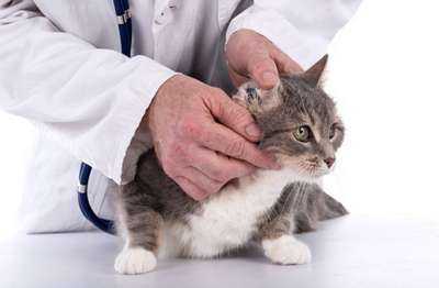 Болезни уха у кошек: симптомы, лечение и профилактика