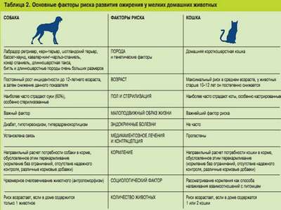 Нарушение обмена веществ у кошек: ожирение, диабет, витаминозы