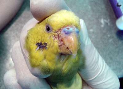 Болезни волнистых попугаев: симптомы, лечение и профилактика