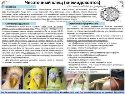 Болезни птиц (пухоеды): симптомы, лечение и профилактика