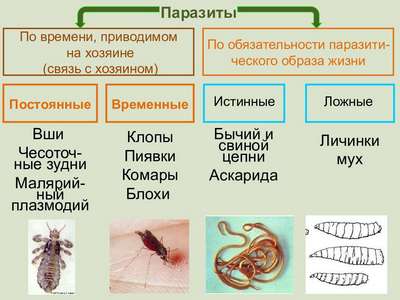Паразиты у перепелов: глисты (гельминты), клещи, вши и клопы