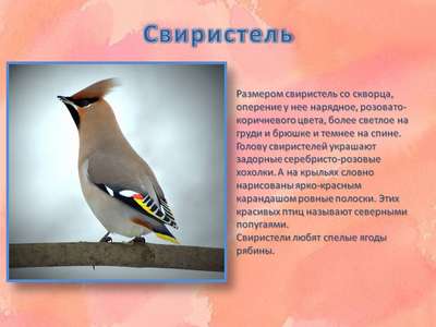 Свиристель: описание птицы, её содержание и кормление, фото